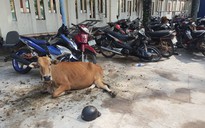 Công an huyện Phú Quốc "tạm giam"... 2 con bò