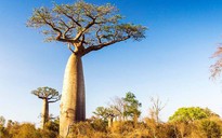 Bí ẩn ở châu Phi: Nhiều cây ngàn năm tuổi lặng lẽ chết