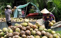 Giá dừa Bến Tre thấp kỷ lục 2.500 đồng/trái vì Trung Quốc ngưng mua