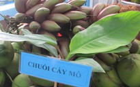 Thực hư về loại chuối đỏ 300.000 đồng/kg