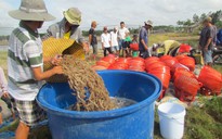 Trung Quốc tăng cường kiểm soát buôn lậu, tôm Việt Nam rớt giá thê thảm