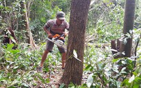 Bắt quả tang 2 đối tượng phá hơn 3.000 m2 rừng đặc dụng ở Phú Quốc
