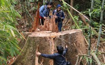 Vụ thảm sát rừng lim cổ thụ: Truy nã 2 đối tượng chủ mưu