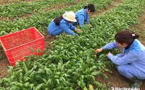 Nhật Bản sẵn sàng tiếp nhận thực tập sinh nông nghiệp Việt Nam