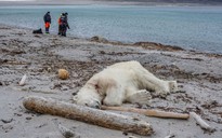 Tấn công nhân viên du lịch, gấu Bắc Cực bị bắn chết