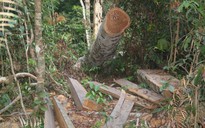 Khởi tố vụ phá rừng cổ thụ ở Bình Định