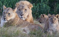 Sư tử giết chết nhóm săn trộm trong khu bảo tồn