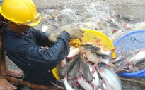 Giá cá tra bất ngờ giảm