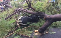 Gió quật ngã cây xanh ở Công trường Mê Linh, đè bị thương 2 người