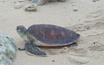 Lý Sơn: Rùa biển "khủng" quý hiếm chết vì mắc lưới ngư dân