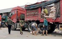 "Lật mặt" nông sản Trung Quốc nhái hàng Đà Lạt