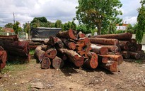 Vụ trùm gỗ lậu Phượng "râu": Không kỷ luật lãnh đạo Bộ đội Biên phòng Đắk Lắk