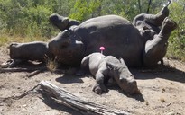 Xót xa cảnh tê giác con bị thương vẫn cố bảo vệ mẹ khỏi săn trộm