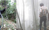 Rùng rợn chuyện lao vào rừng sâu săn rắn ở Lào Cai