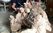 Chuyện lạ: Củ khoai khủng nặng gần 70kg ở Nghệ An