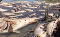 Úc: “1 triệu con cá” chết trắng trên sông