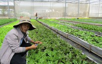 Học người Nhật làm nông nghiệp bền vững