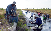 Cận Tết, về Cà Mau xem người dân quậy bùn bắt tôm càng xanh