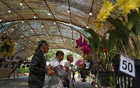 Hội chợ hoa Xuân Phú Mỹ Hưng 2019: Hội thi "Hoa Cảnh": Sân chơi thú vị của nghệ nhân, nhà vườn