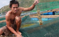 Lập chiến lược nuôi, trồng thủy sản