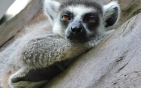Clip: Những khoảnh khắc "cưng muốn xỉu" ở vườn thú Safari Phú Quốc