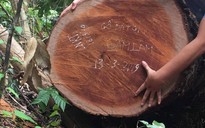 Vụ phá rừng ở VQG Phong Nha - Kẻ Bàng: Bắt, khởi tố một trạm trưởng