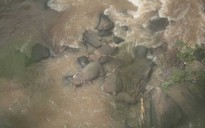 Đàn voi chết thảm sau khi rơi xuống thác nước