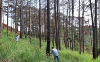 Cử 2 Phó bí thư tỉnh ủy ra tay dẹp nạn phá rừng thông