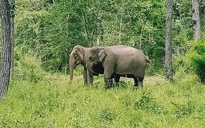 Đạp xe xuyên rừng Yok Đôn ngắm voi