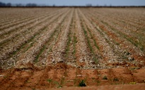 Úc "giải cứu" nông dân bị hạn hán nặng nề
