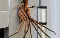 Ong bắp cày kéo lê nhện khổng lồ, trăn "khủng" quấn chân trẻ 4 tuổi