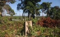 Đồng Nai vào cuộc làm rõ một vụ "phá rừng" trong khu bảo tồn
