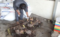 Quảng Trị: Vướng thẩm quyền xử lý, hàng chục thú rừng chết dần trong kho hải quan