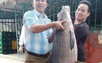 Đầu năm bắt được cá trắm đen “khủng” nặng 33 kg, dài 1 m