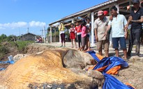 Dân kéo đến xem xác cá voi "khủng" trôi vào bờ, đang phân hủy nặng