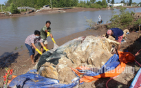 Xẻ thịt cá voi “khủng” 10 tấn đem chôn, xương đem vào miếu thờ