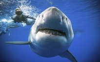 Úc phát triển đồ bơi… chống cá mập