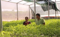 Đầu năm, thăm trang trại rau sạch ở “đảo ngọc” Phú Quốc
