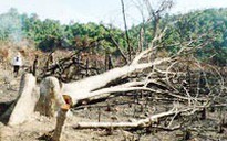 Bình Thuận: Bắt giam trưởng Ban Quản lý rừng phòng hộ La Ngà