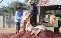 Nâng cao giá trị cà phê Việt