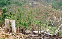 Bình Định: Khởi tố vụ án phá 11.300 m2 rừng tự nhiên