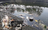 Đà Nẵng: Cá chết trắng kênh cạnh trạm xử lý nước thải