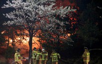 Hàn Quốc đối mặt thảm họa cháy rừng