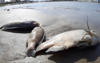 Cá chết hàng loạt dạt vào bờ trên bãi biển Đà Nẵng