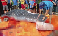 Cá nặng gần 1 tấn mà ngư dân Sầm Sơn xẻ thịt là cá nhám voi quý hiếm