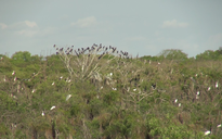 Gần 200 con cò nhạn có sải cánh hơn 1 m bất ngờ xuất hiện tại Bạc Liêu