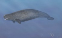 Quái vật biển kỳ dị là con lai của 2 loài khác nhau
