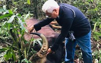 Lại phát hiện xác bò tót nặng khoảng 800kg trong khu bảo tồn