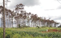 Rừng thông Lâm Đồng tiếp tục bị đầu độc, chết đứng
