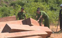 Điều công an khác địa bàn đi triệt phá đường dây khai thác gỗ lậu cực lớn